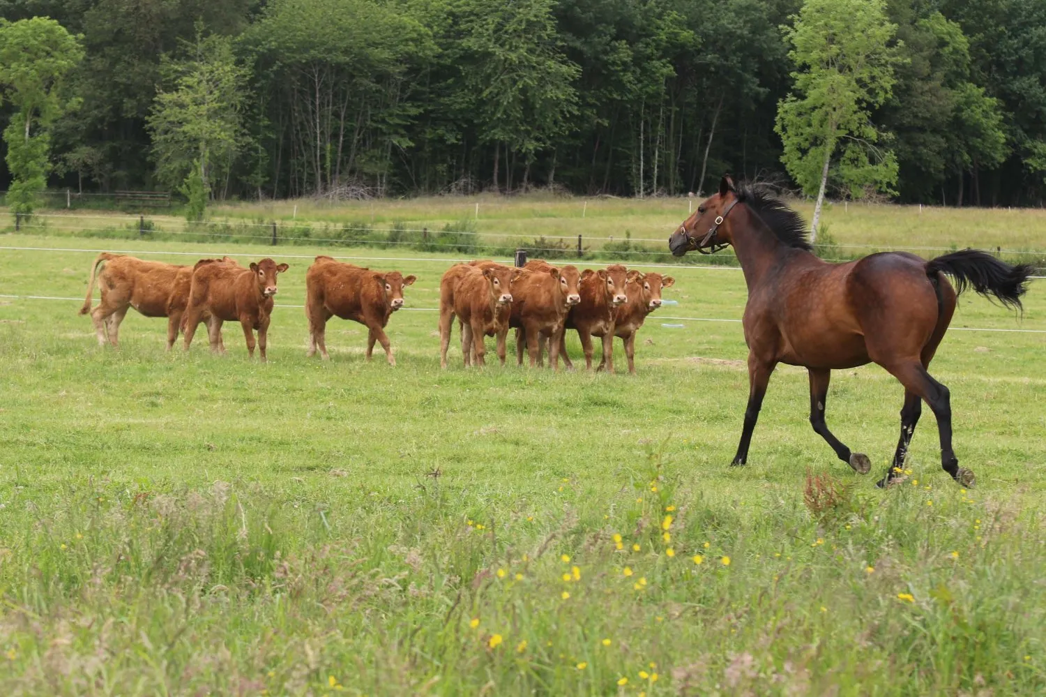Bovins et chevaux partageant les prairies du domaine