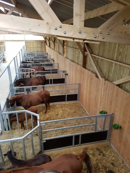 Poulinières et poulains à l’abri dans le bâtiment d’élevage